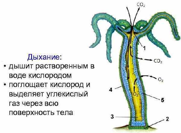 Кракен кз